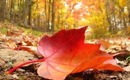 autunno-foglia-rossa-caduta