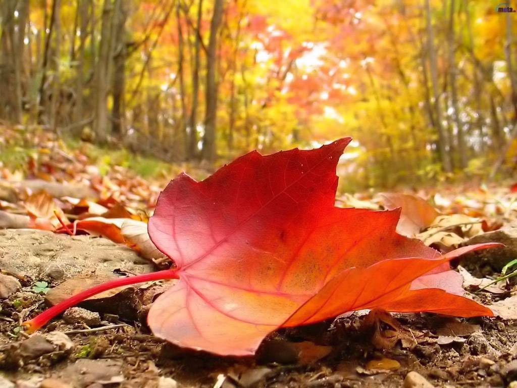 autunno-foglia-rossa-caduta