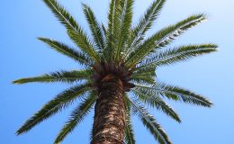 Palma Canaria