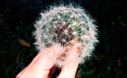 Allergie 1