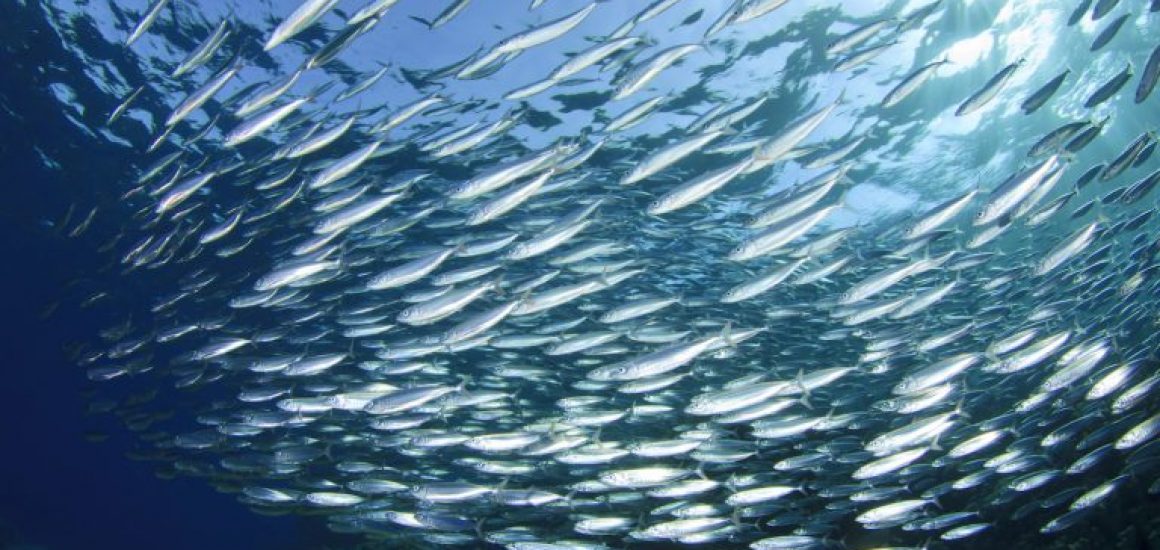 Pressure-on-important-small-fish-could-soon-hit-a-breaking-point-768x511