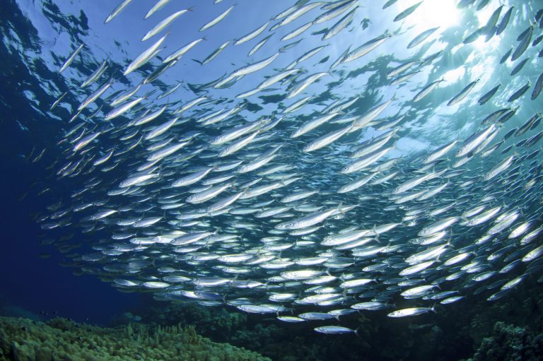 Omega 3, pesce e inquinamento marino